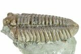 Large, Prone Flexicalymene Trilobite - Indiana #287235-1